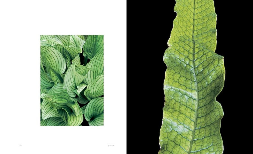 extraordinary leaves