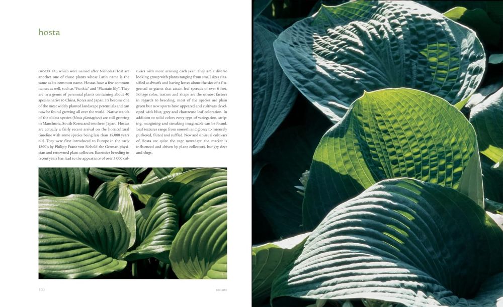 extraordinary leaves